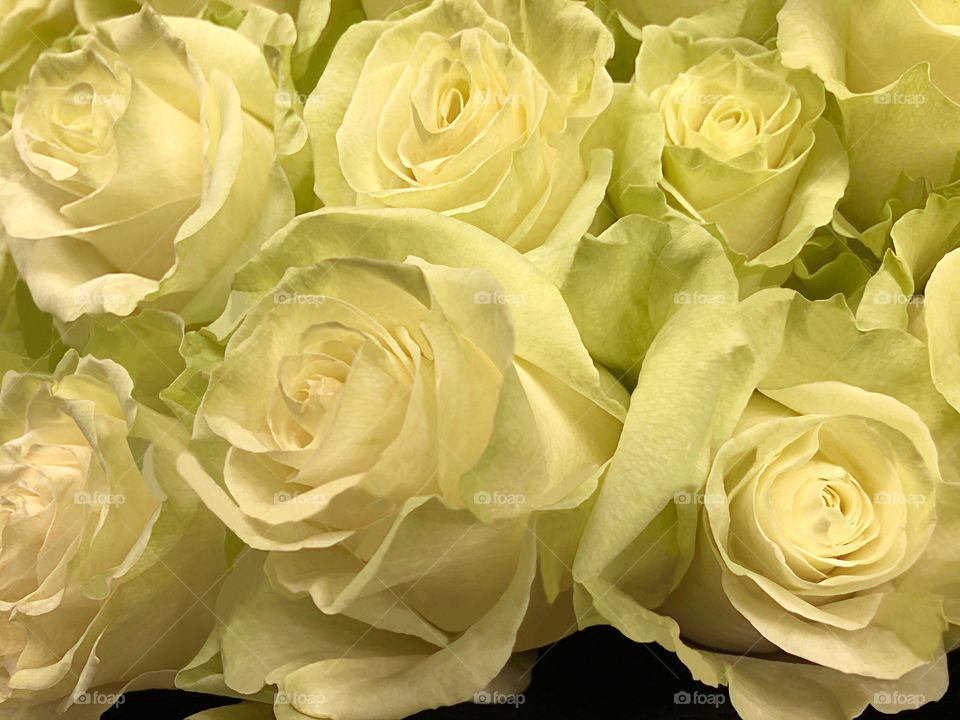 Lovely light yellow roses.