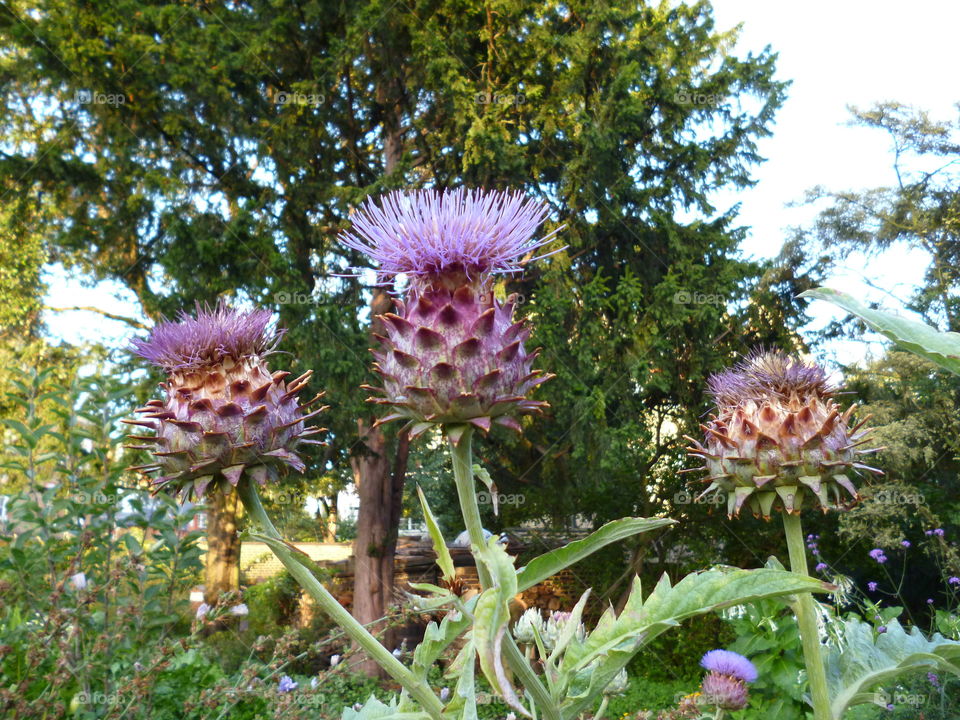 The Perfect Thistle?