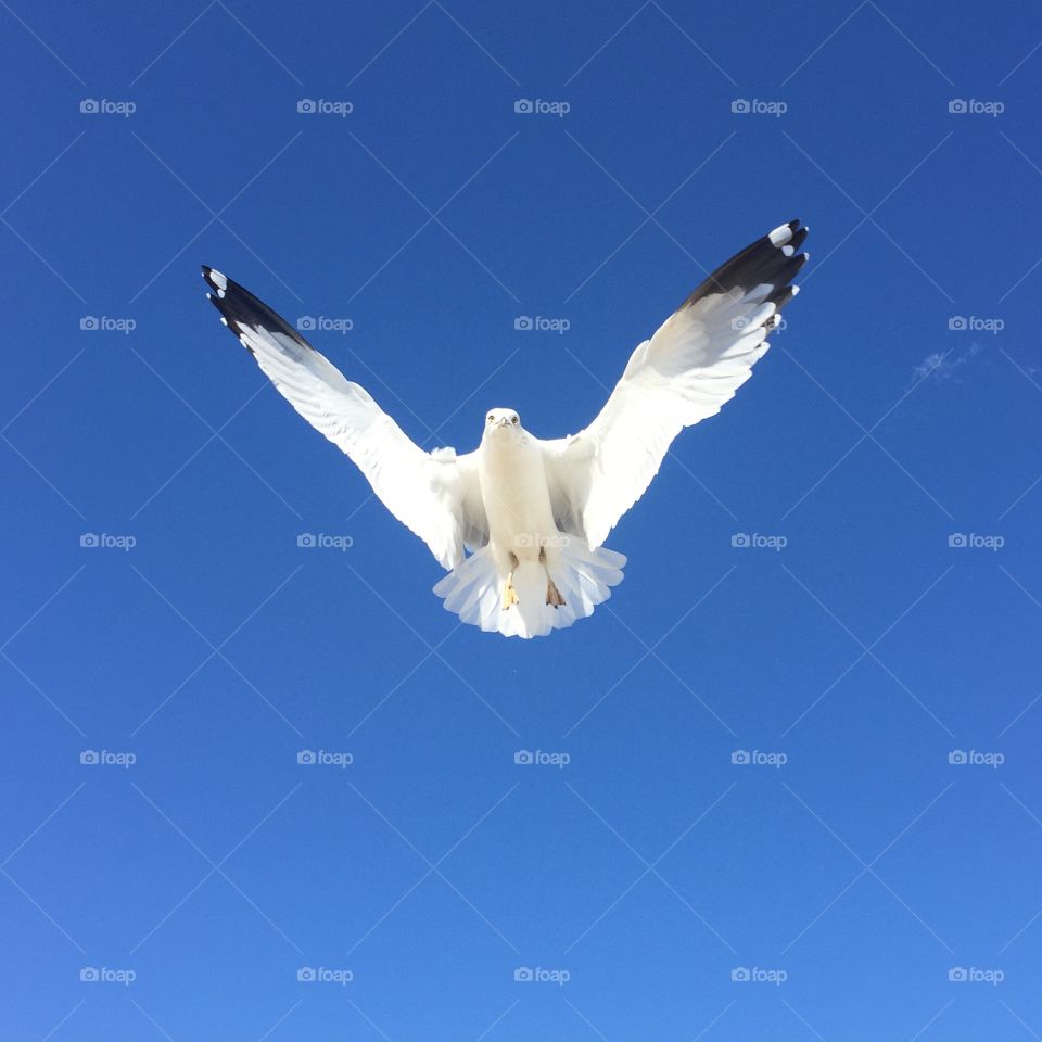 Gull in flight on Malibu Beach