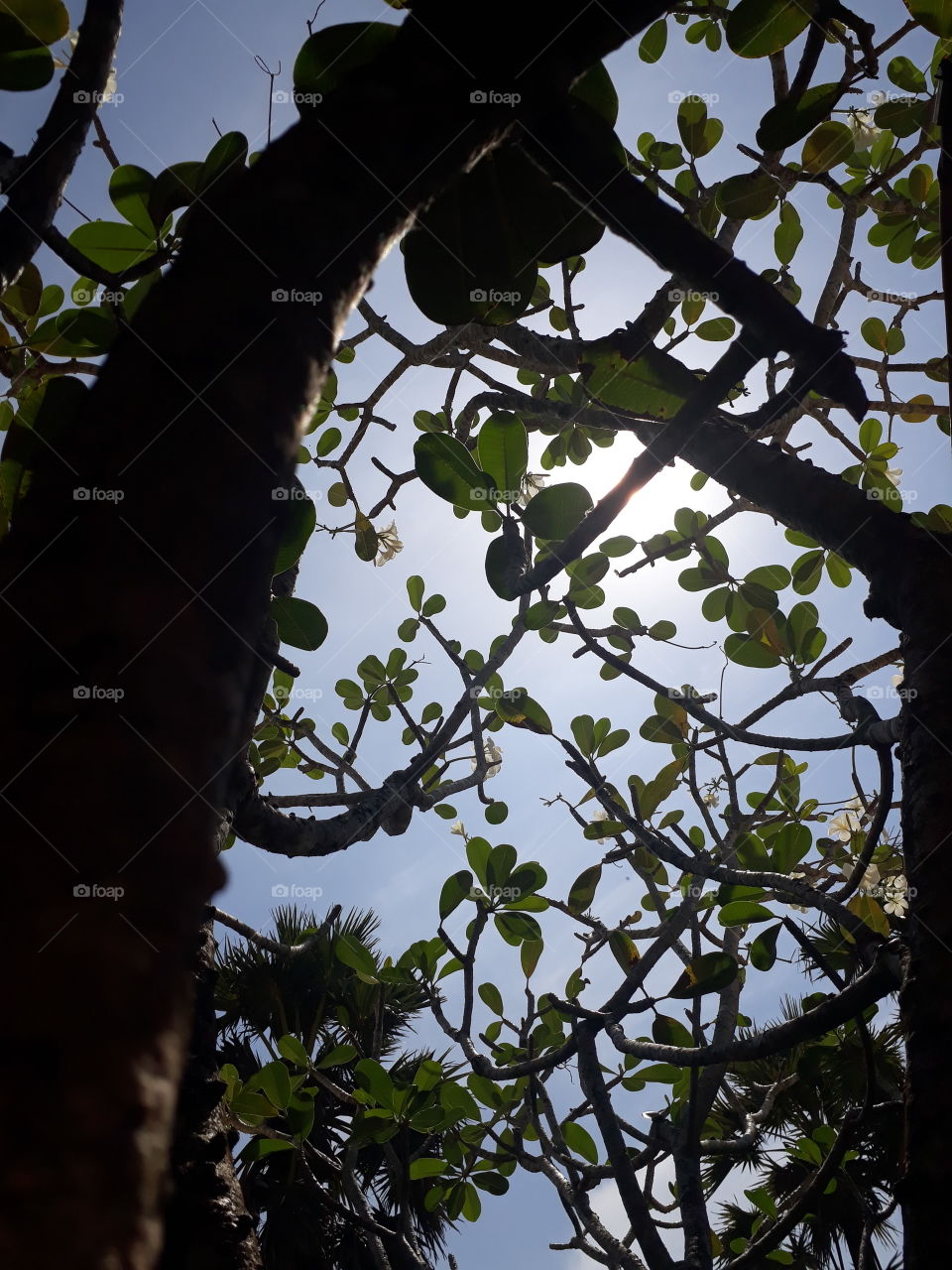 plummeria tree sunlight and shadow