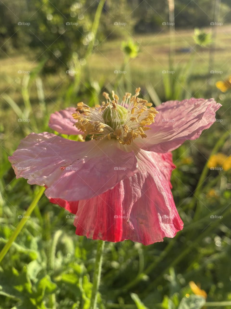 Pink Petals in a Spring Pollinator Garden