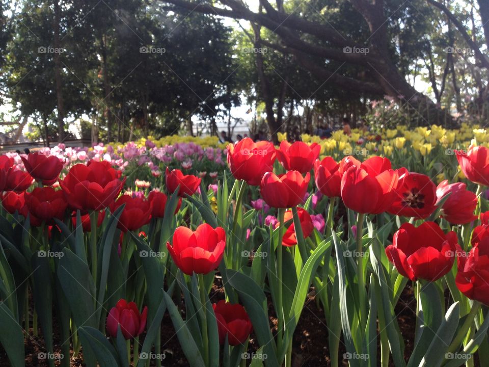 red tulip