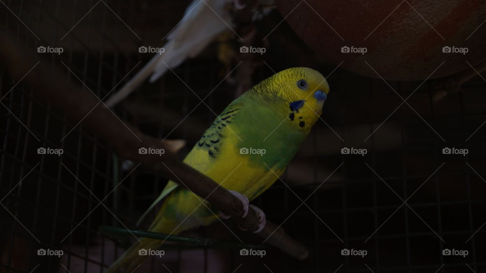 Bird, No Person, Parrot, Wildlife, Cage