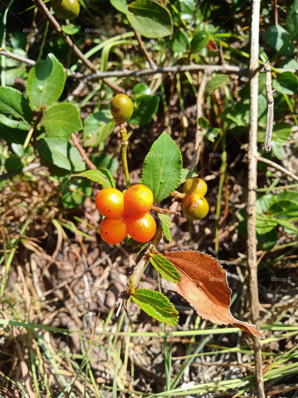 FOREST BERRIES
