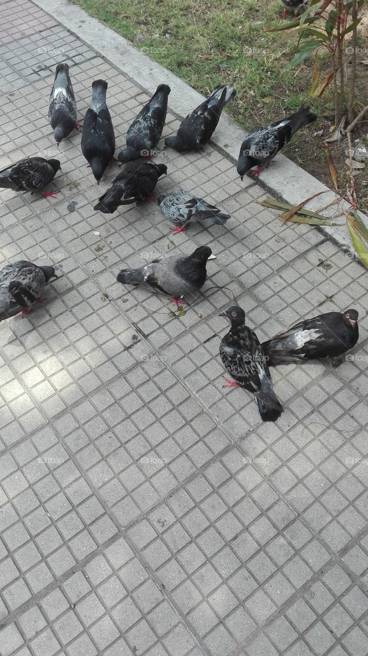 pigeons city meeting nature