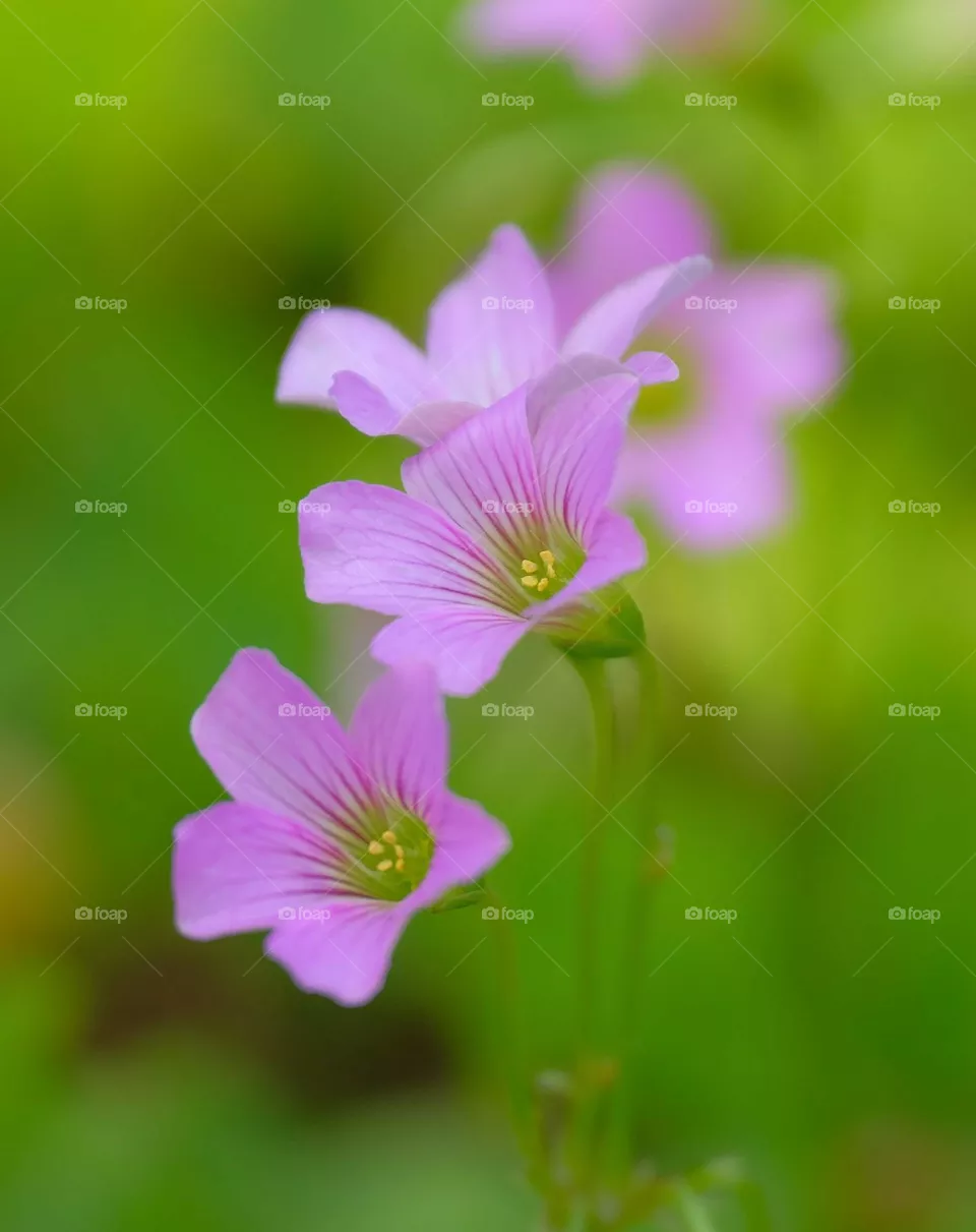 pink flowers