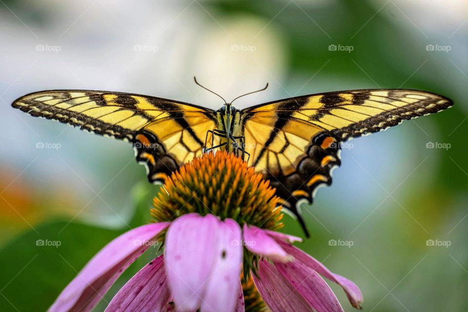 An Eastern Tiger Swallowtail approaches the apex of a coneflower bloom. A prime example of two native species helping each other out. 