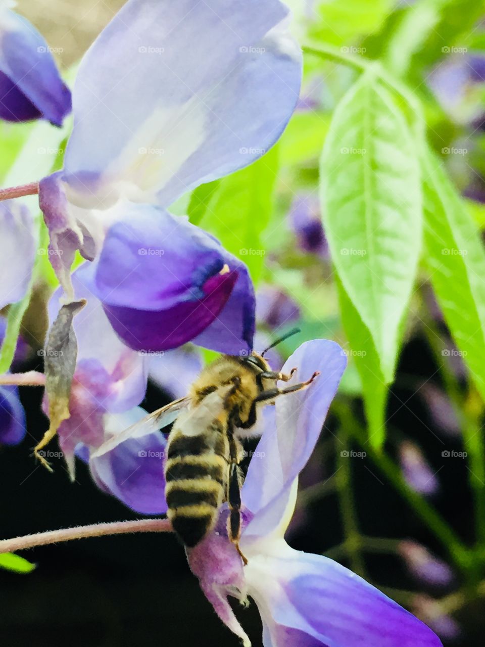 Hungry bee 