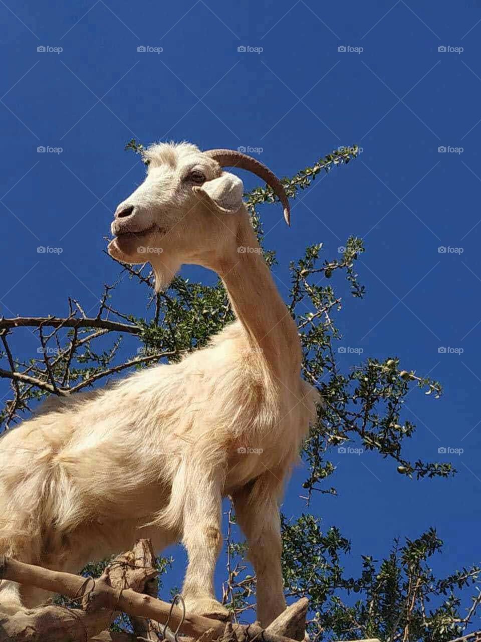 Beautiful white goat looking at camera.