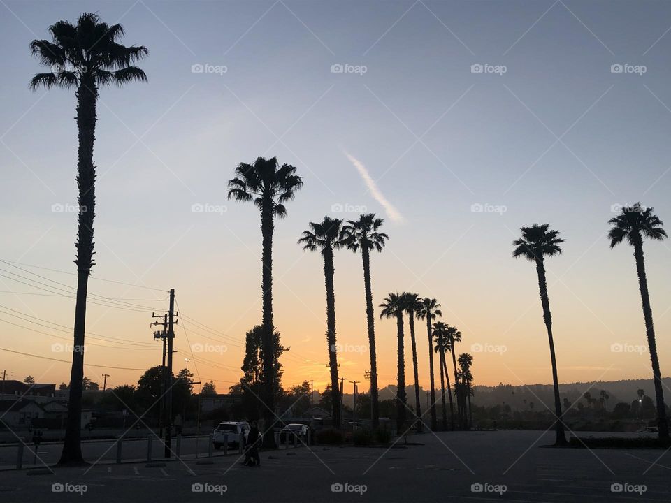 Palm trees & sunsets