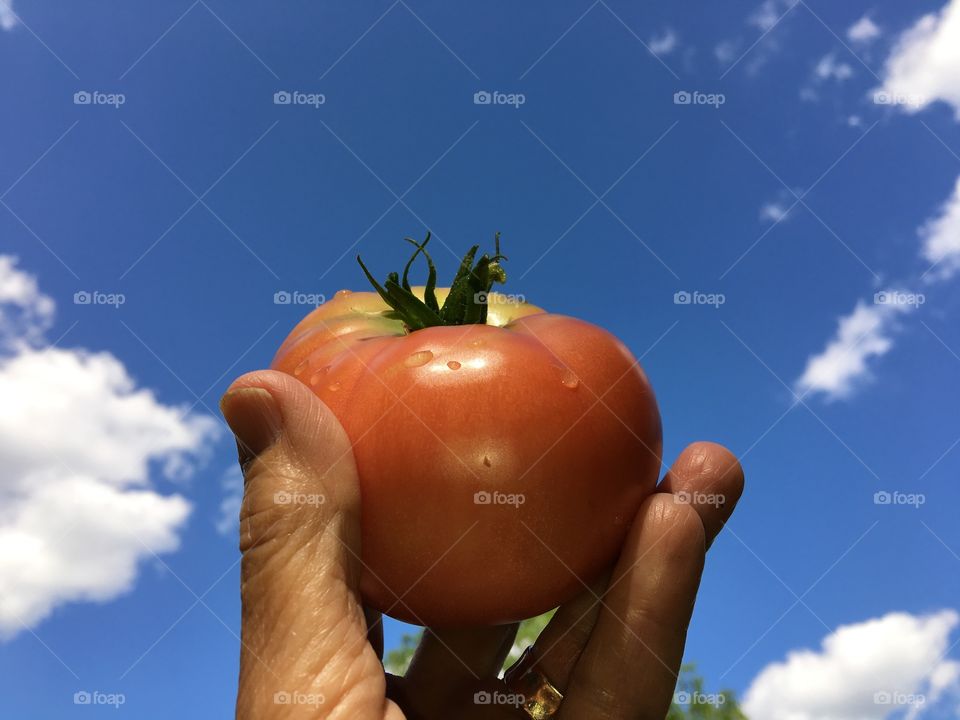Sacrifice To The Tomato Gods 🍅