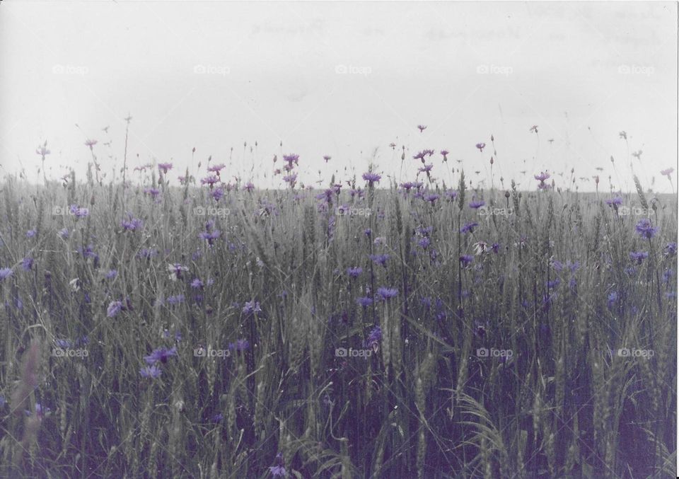 Field of cornflowers