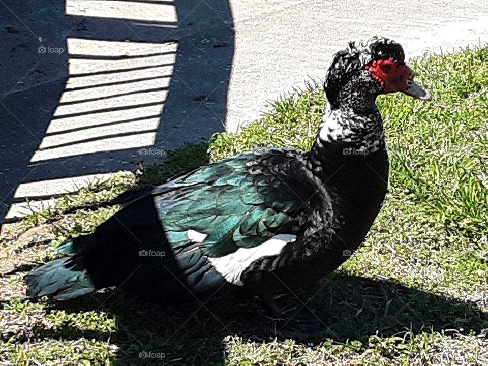 A Wondrous black, colorful duck