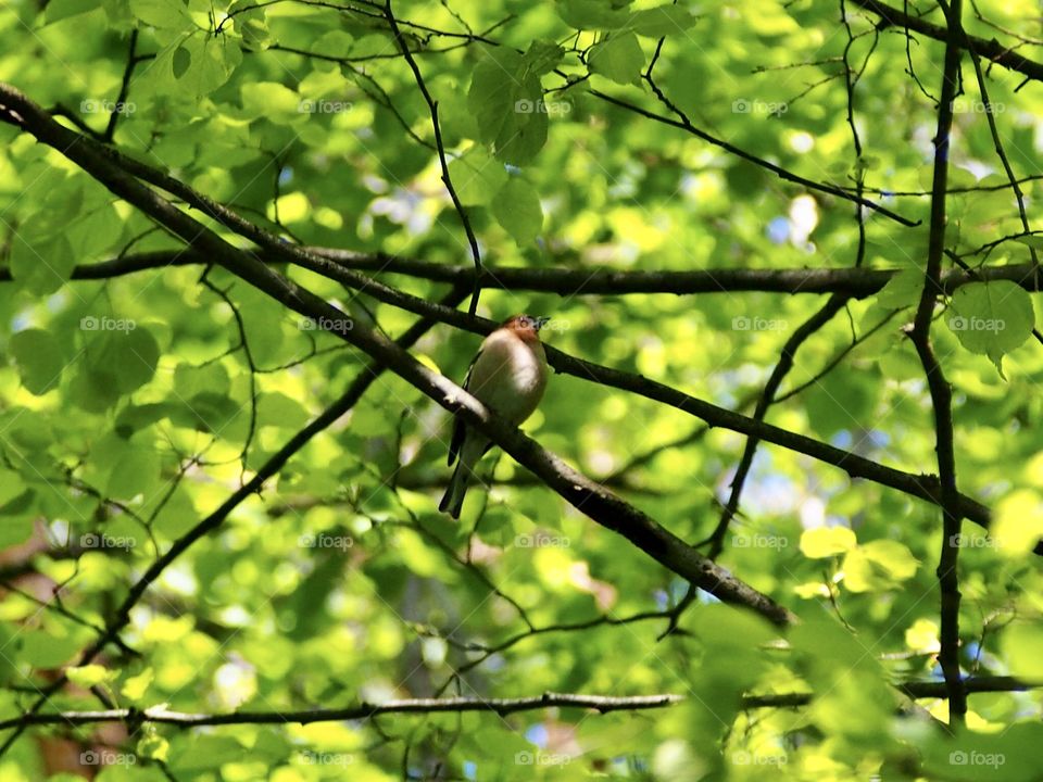 Chaffinch too high in the tree