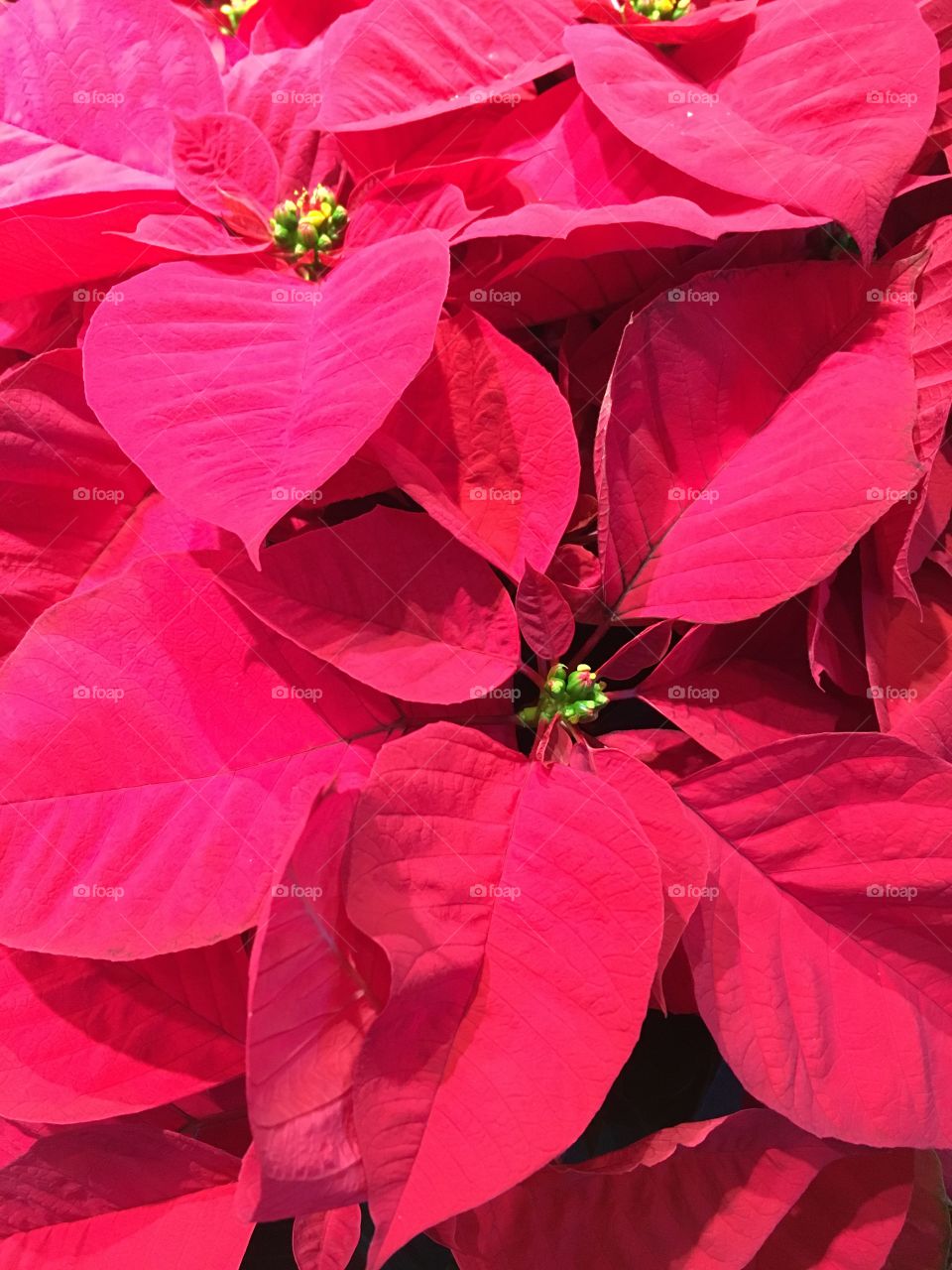 Closeup red poinsettia flowers for the holiday 