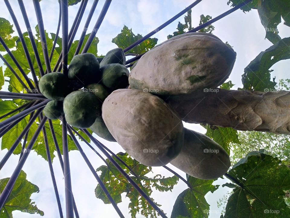 Papaya is a fruit plant that has many benefits and the fruit contains a source of vitamins
