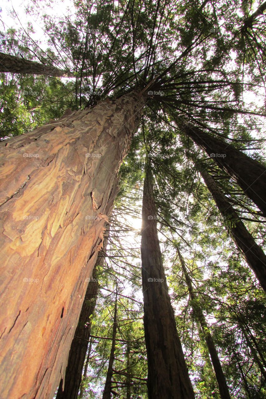 Low angle view tree trunk