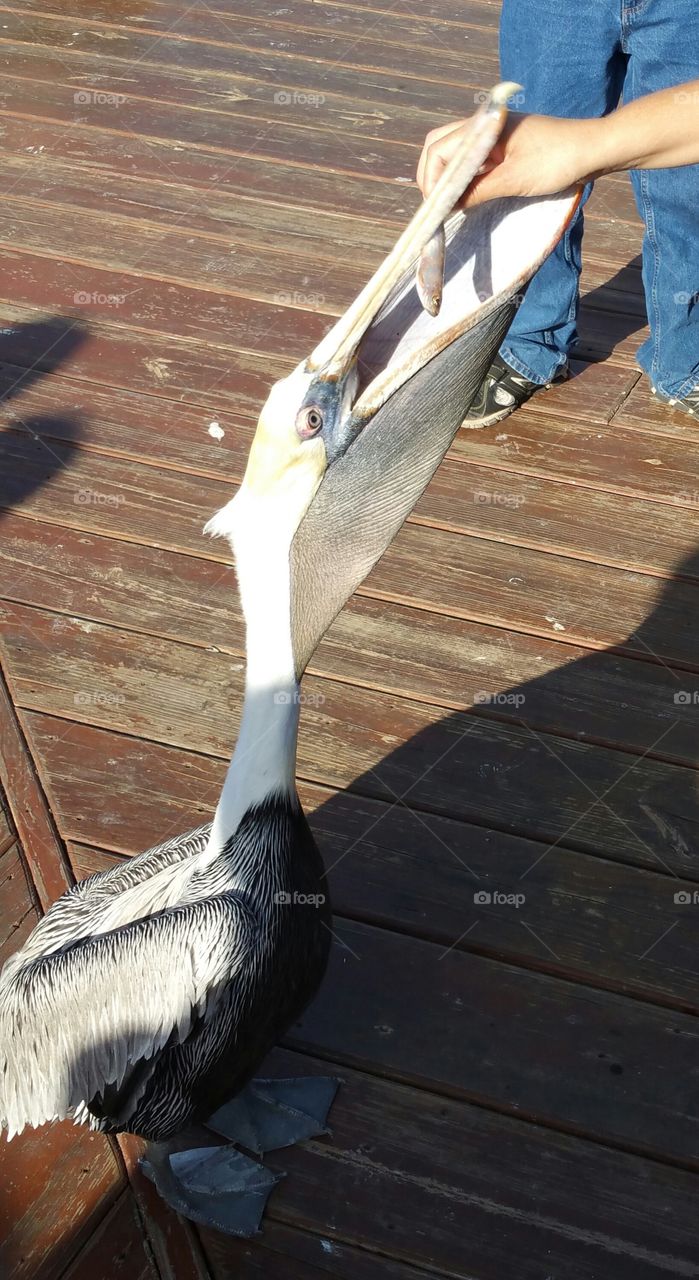 Feeding a pelican
