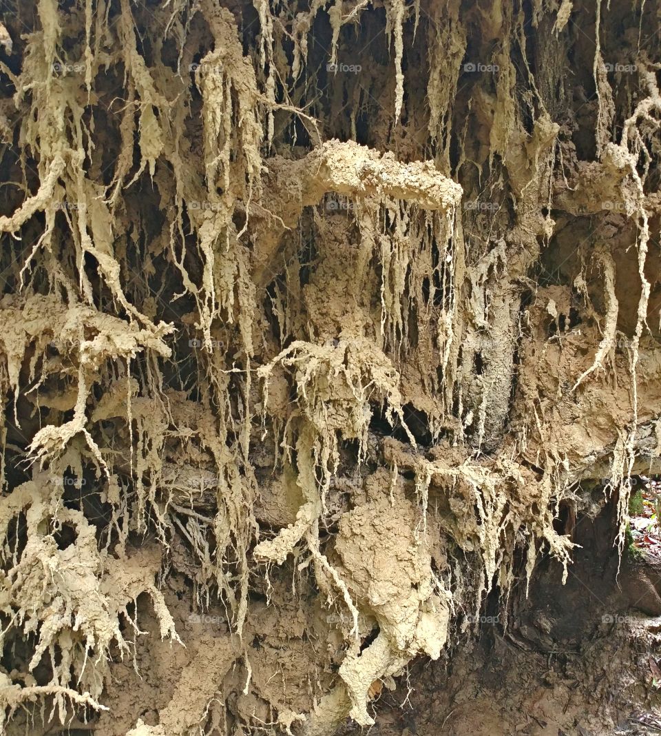 Mud roots