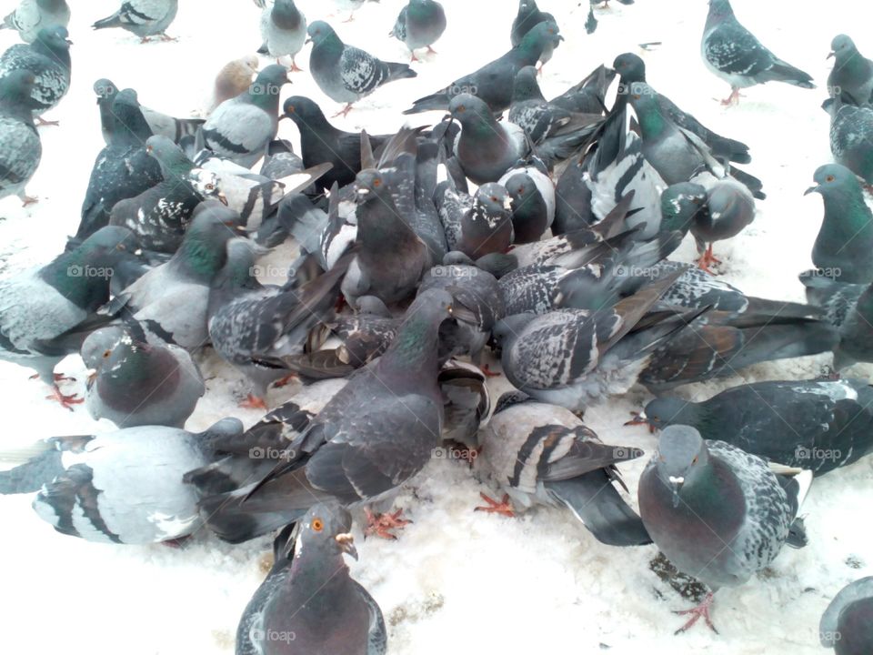 Bird, Pigeon, Many, Group, Wildlife