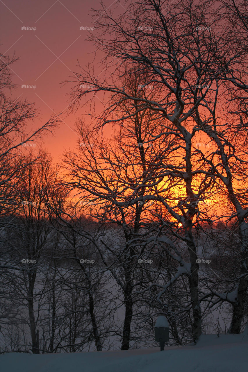 Orange sunrise through the silhouette trees