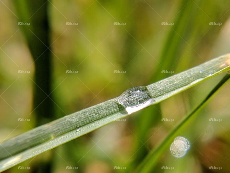 dew drop on grass