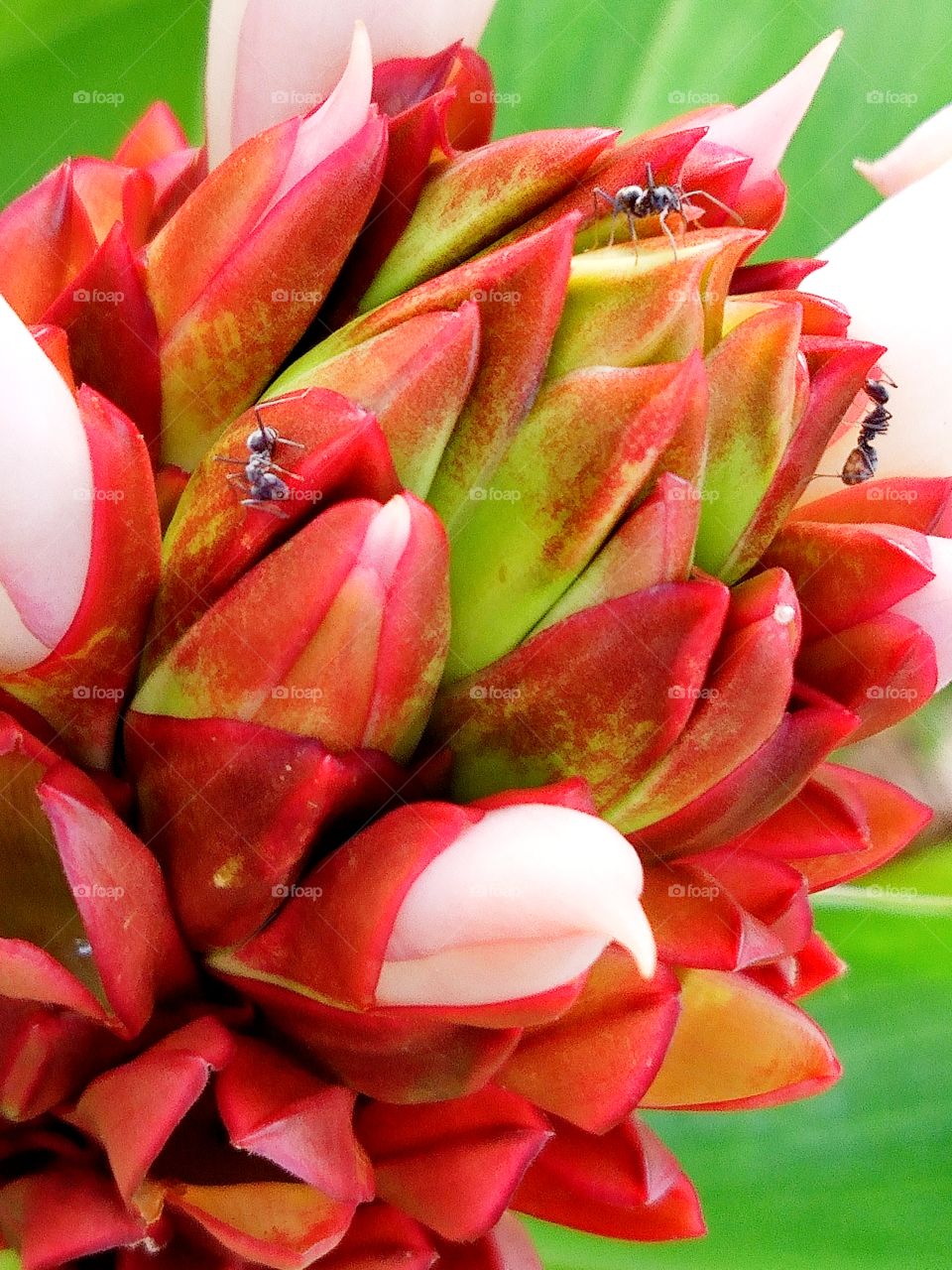 flower and ants. (Costus speciosus)