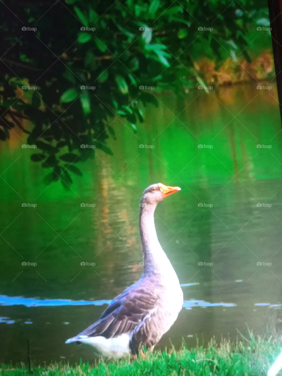 Elegant Duck