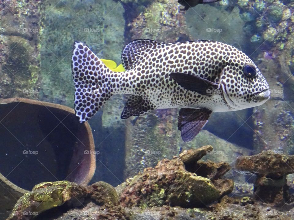 Speckled fish