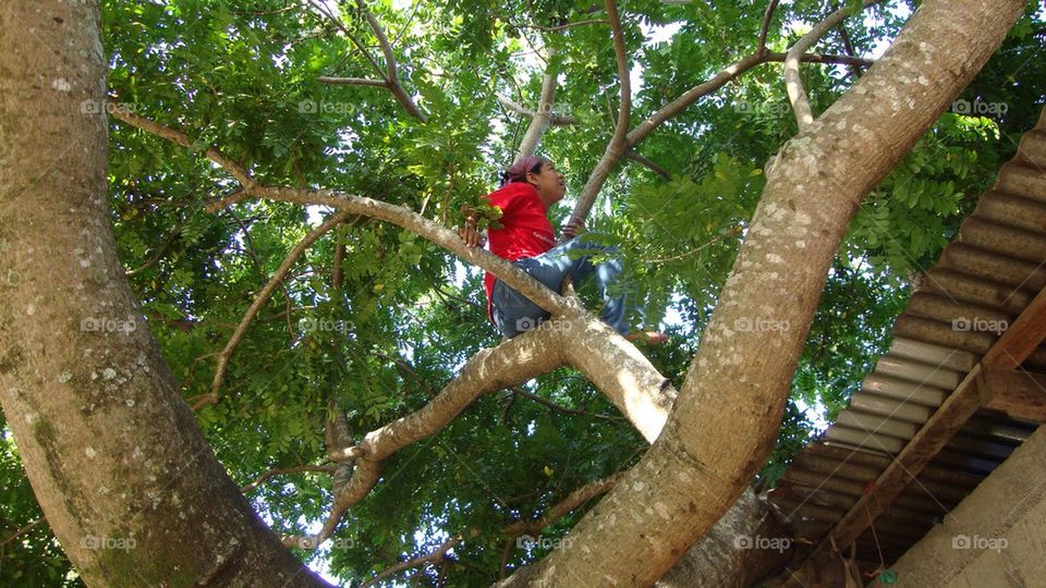 Tree climbing