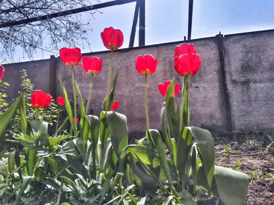 red tulips