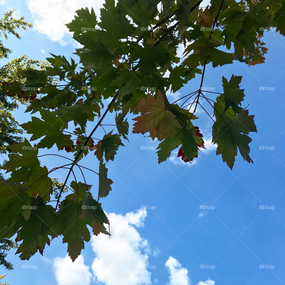 Blue sky with branch and leaves