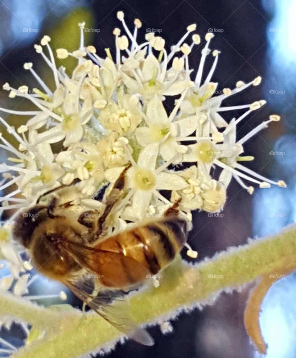 Close-up of fly on flowers