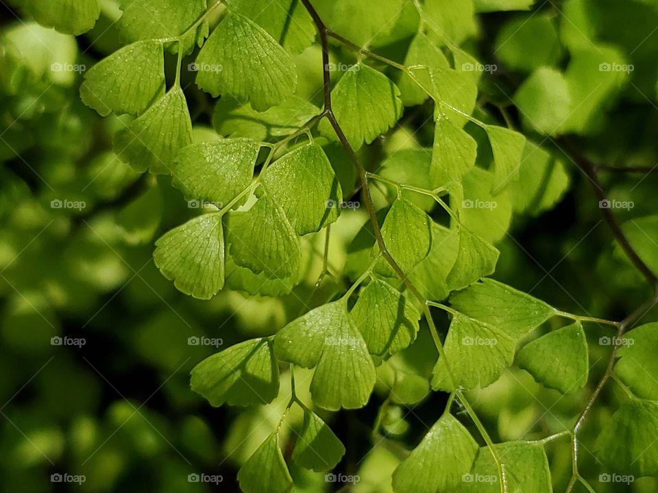 Closeup of fern leaves