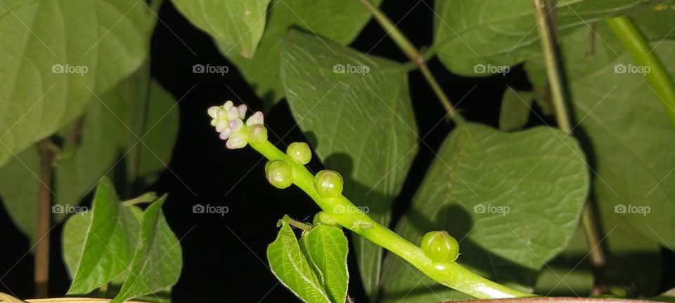 Malabar spinach Vegetable Seeds