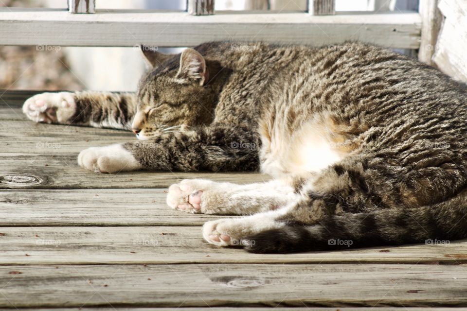 Lazy grey tabby napping on a wooden surface 