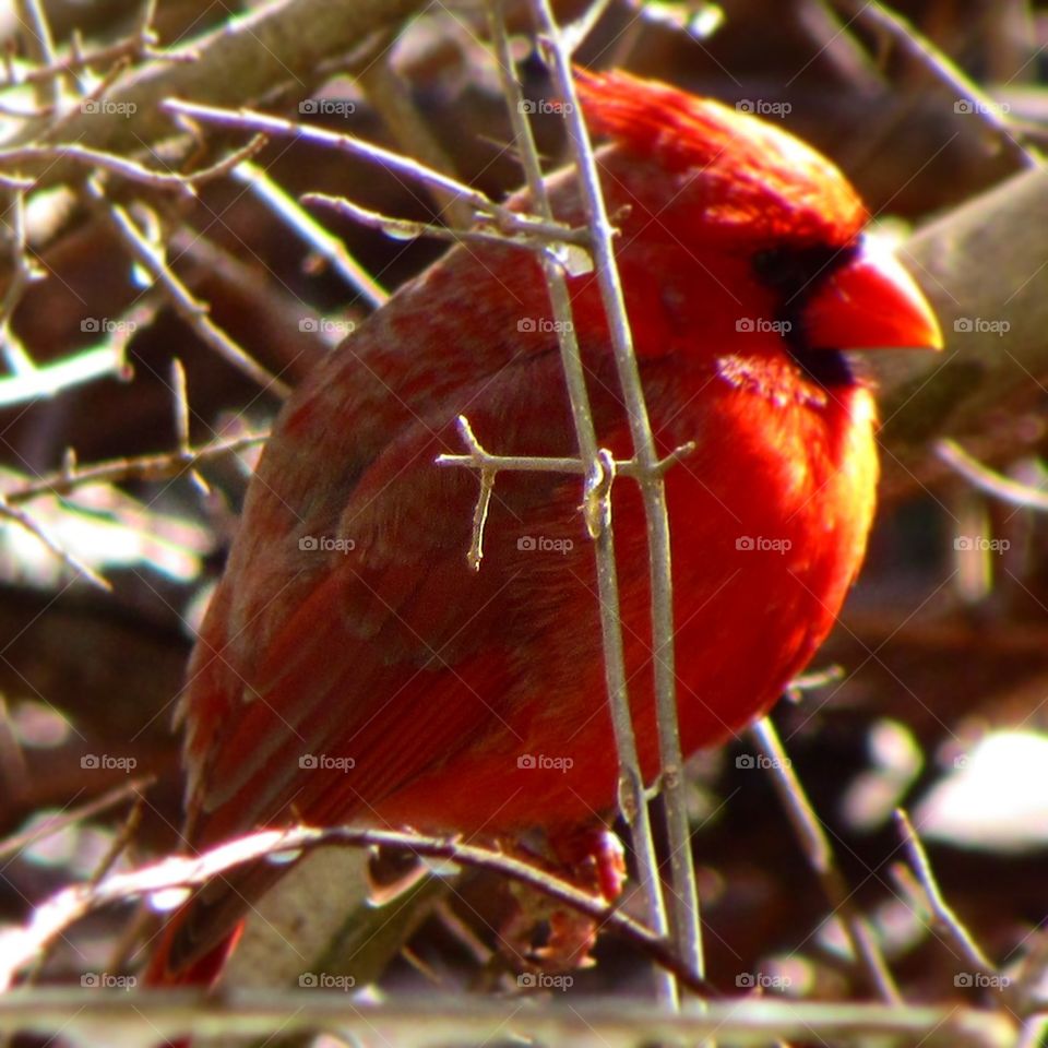 the angry cardinal 