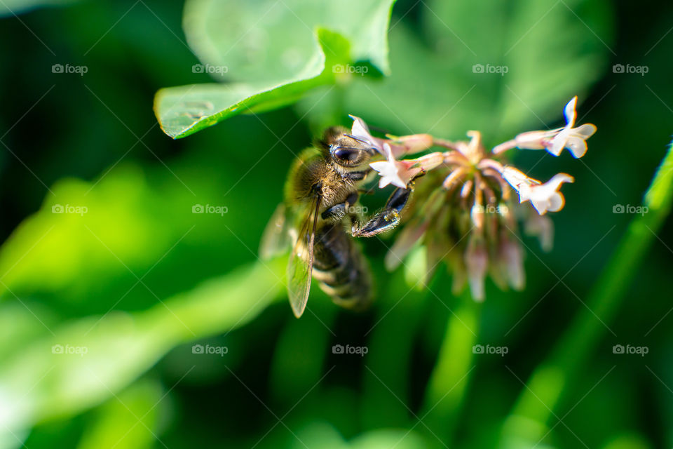 Bee on the flower macro shot
