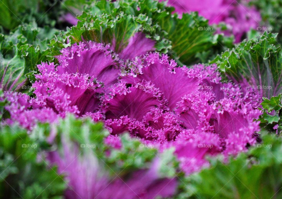 Purple kale