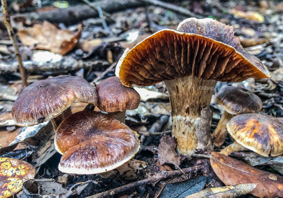 Mushrooms - Cortinariaceae family of fungus growing out of the autumn leaf litter