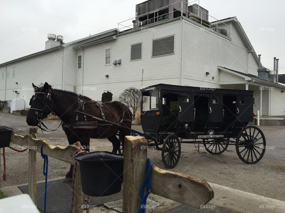 Amish buggy and horse