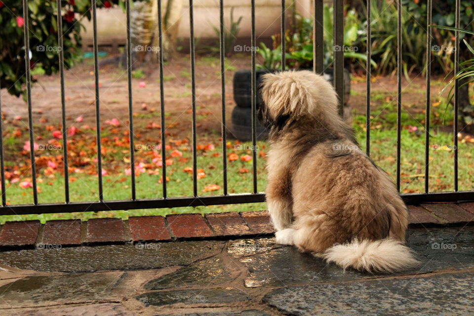 Pekingese puppy waiting for the rain to pass