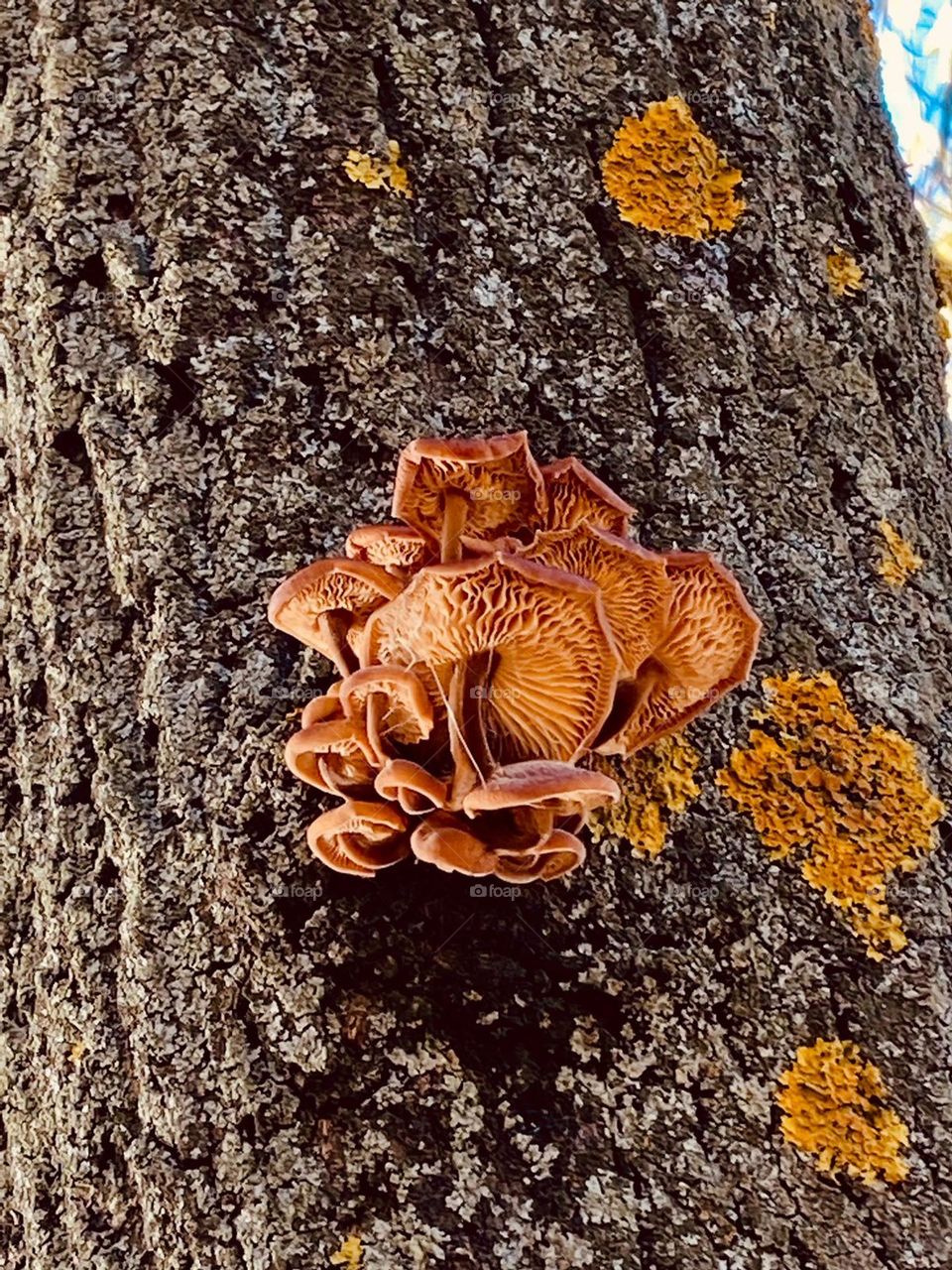 A beautiful tree that has its roots deep in the soil.