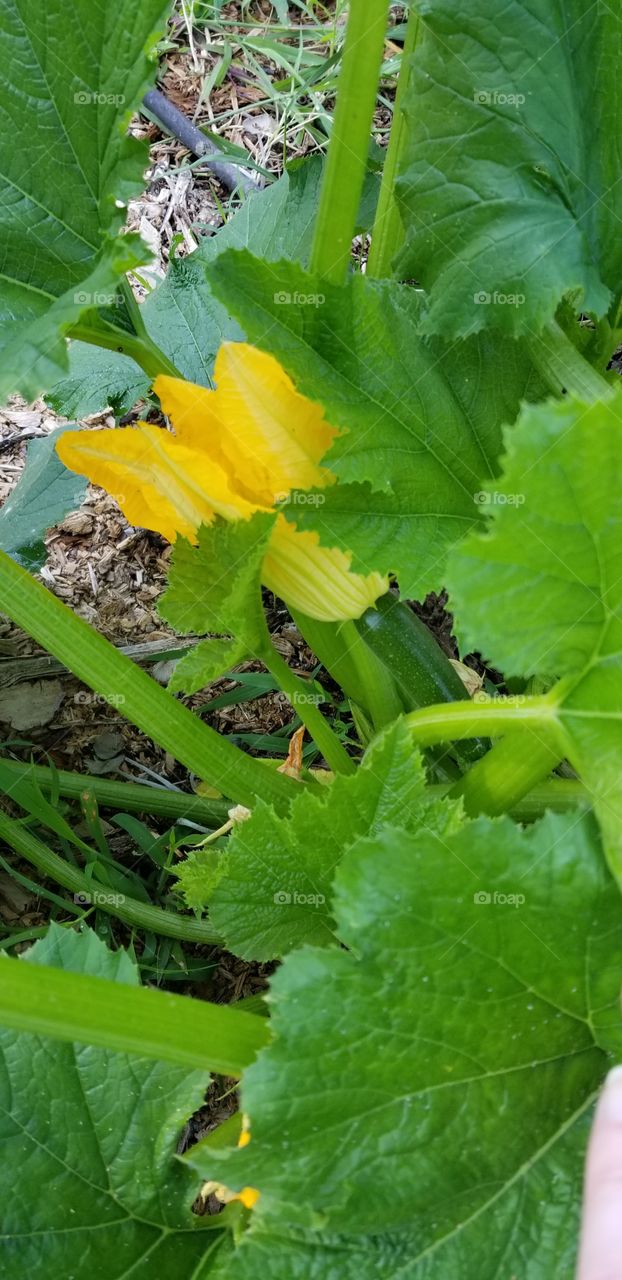 zucchini veggie plant in bloom