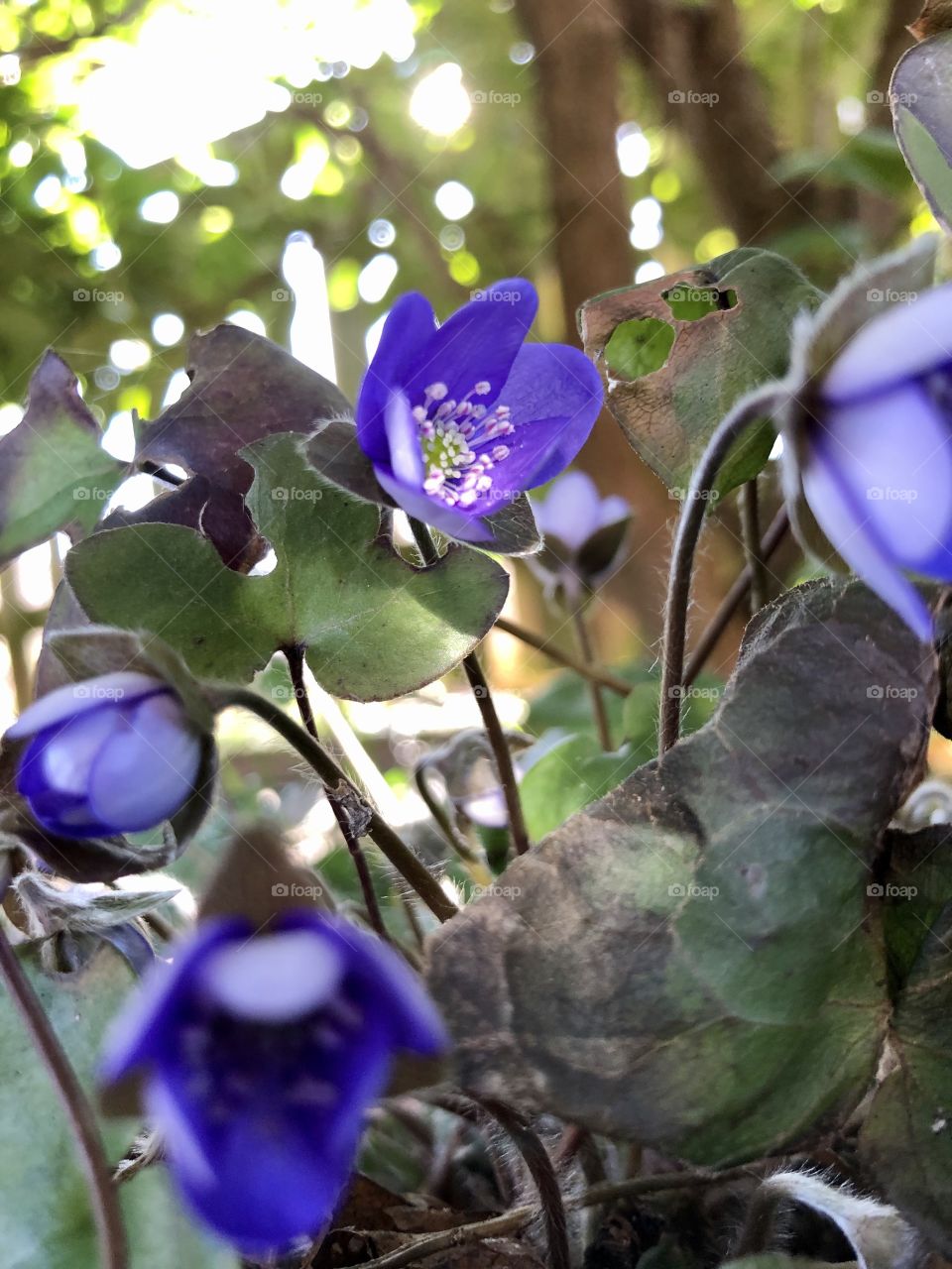 Spring bliss with sunbursts and blue anemone