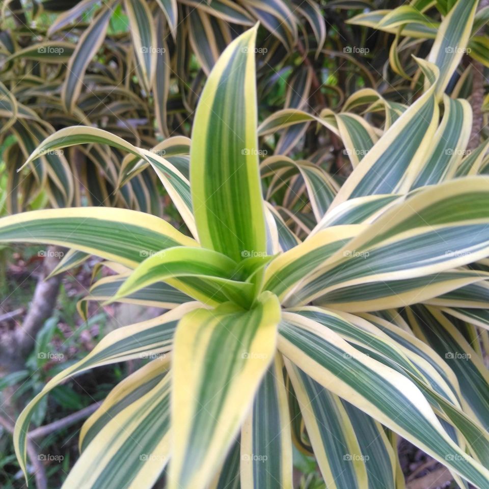 Green leaf on the garden