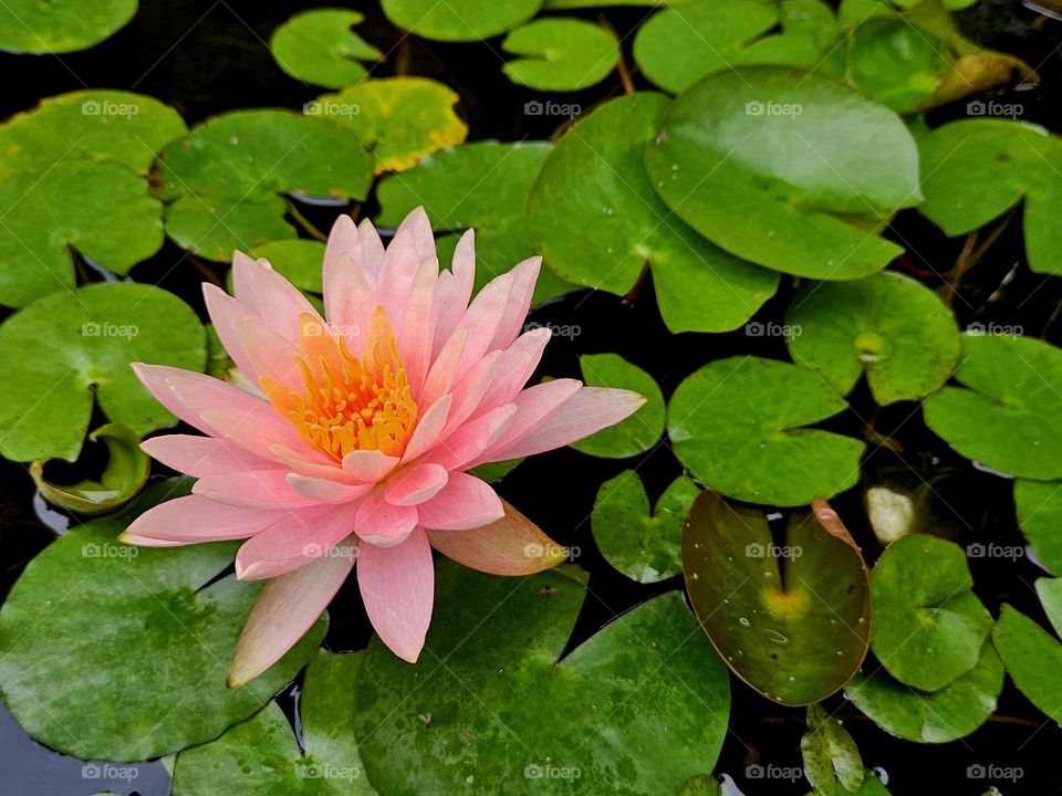 Red lotus with green leaves