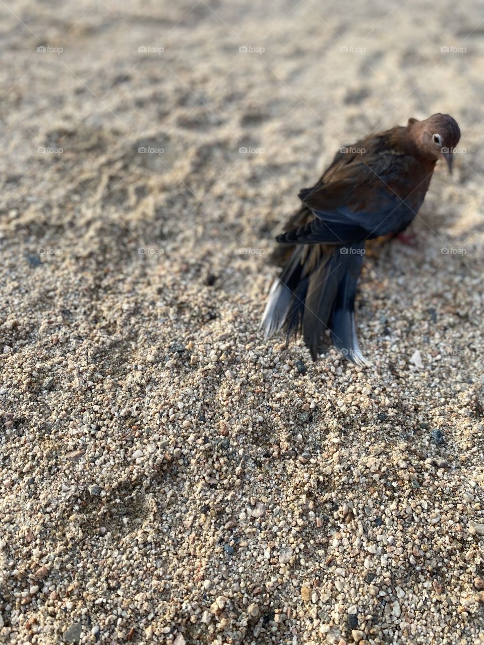 Dove bird my sweet friend