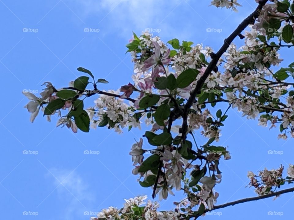 crab apple tree branch in bloom against a blue sky