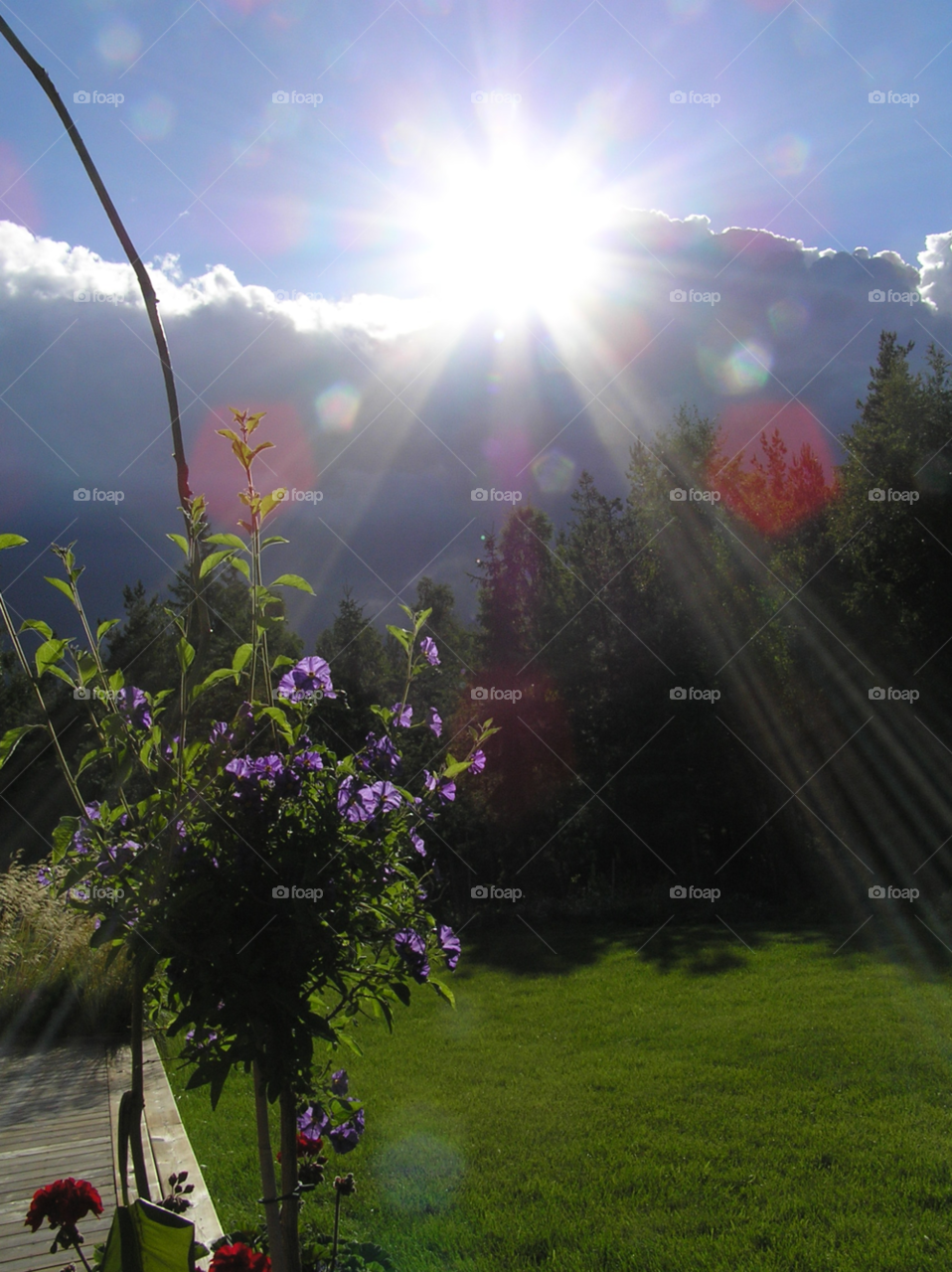 flowers garden clouds sun by MagnusPm